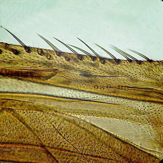 wing border, Tipula