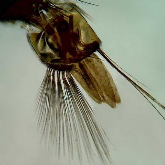 mosquito gills