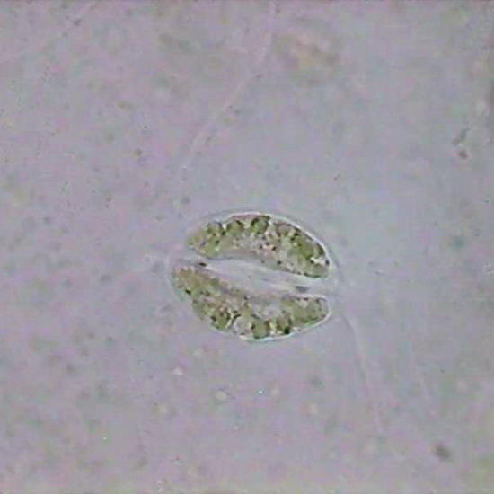 stomata