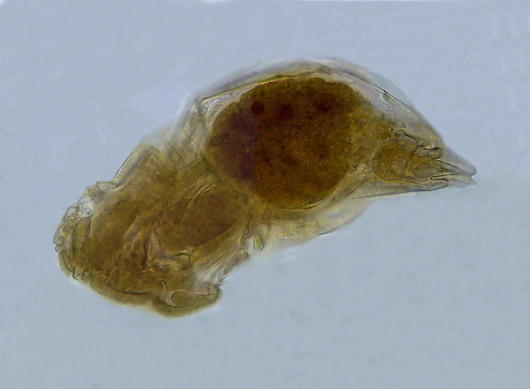 rotifer, title image