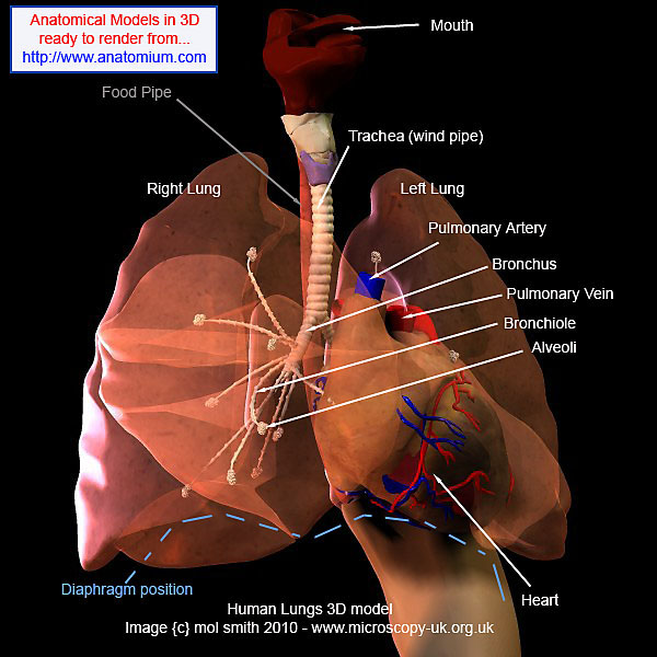 hilum of lung