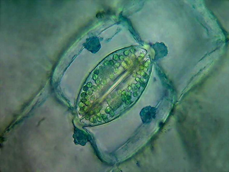 stomata traaadescantia