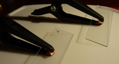 Bone chips being glued
                      to a microscope slide