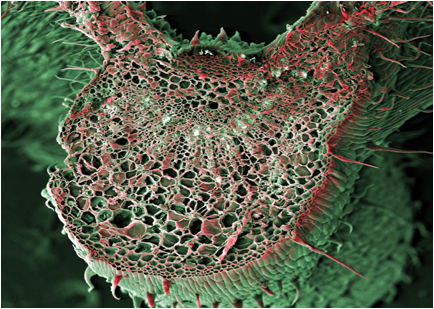 Why You Should Use A Microscope During Cannabis Cultivation - RQS Blog