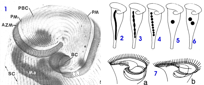 stentor 002