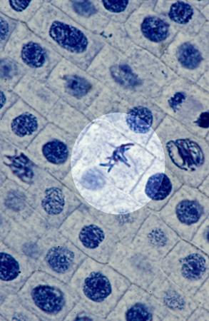 http://www.microscopy-uk.org.uk/mag/imgnov04macro/metaphase.jpg