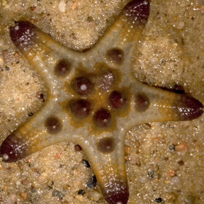 Echinodermata