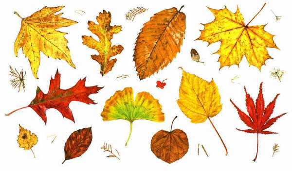 Leaf Identification Chart Uk