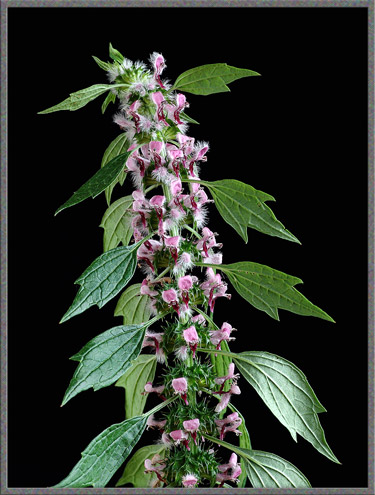 Mic-UK: Close-up of the Wildflower Motherwort cardiaca)