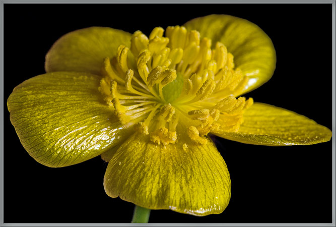 buttercup flower fashion