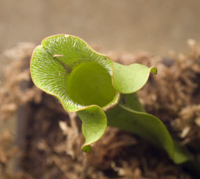 Facts about Pitcher Plant, scientifically known as Nepenthes rajah in the. and  the outside of the pitcher is purple whist the inside is more yellowish in colour (2).