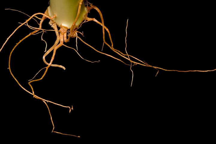 roots