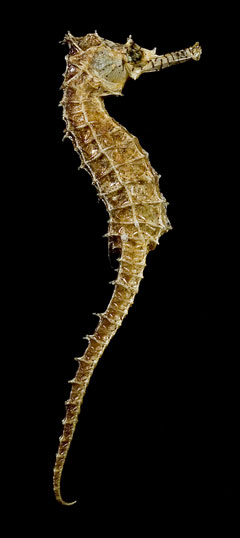 Seahorse Eggs
