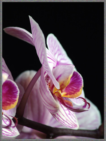 A Close-up View of a Moth Orchid