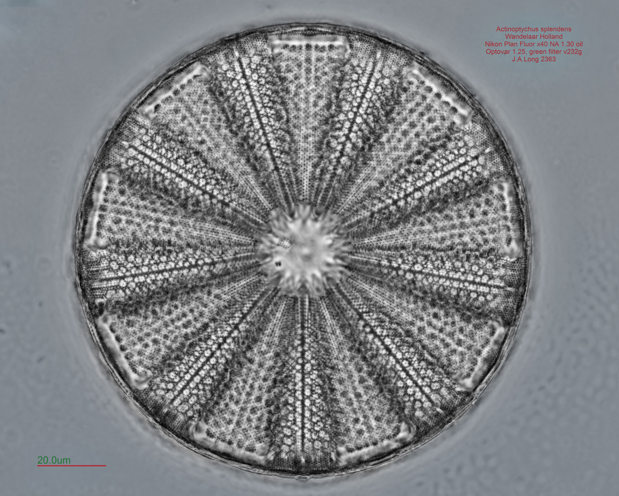 actinoptychus