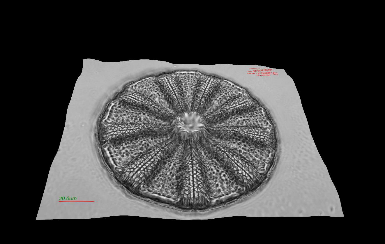 actinoptychus 3D