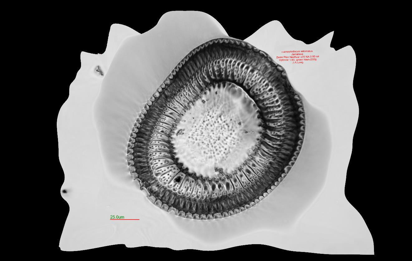 campylodiscus 3D