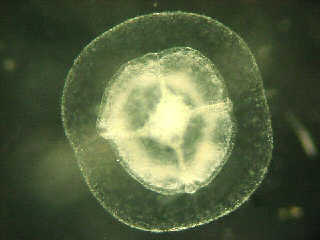 baby medusa