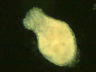 new born polyp