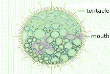 actinobolina