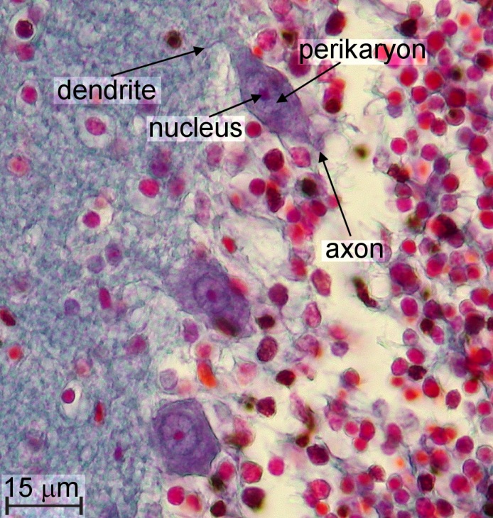 Exploration of Human Brain Tissue