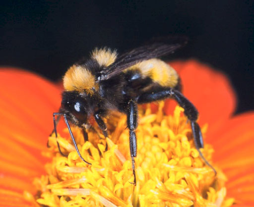 bee