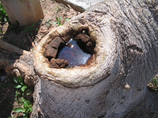 tree-hole 001