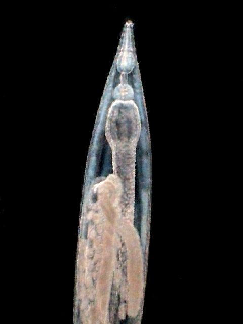 anterior end 02-hammer