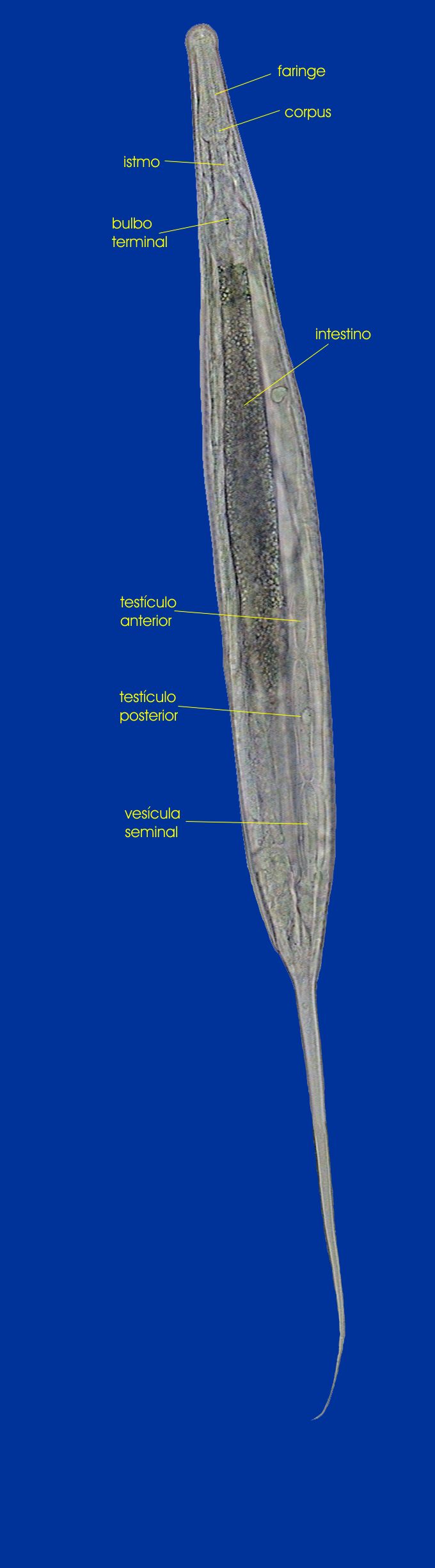 male thelastomatidae-1 19-Hammer