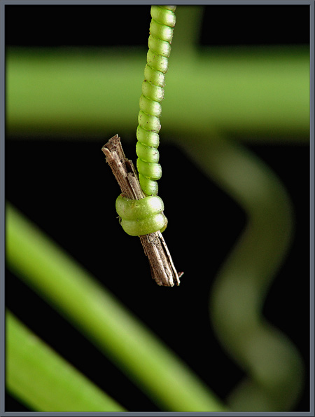 What are some plants that grow tendrils?