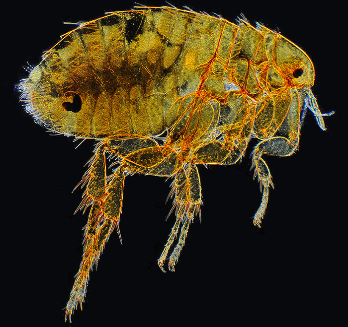 Rat flea, Xenopsylla cheopsis