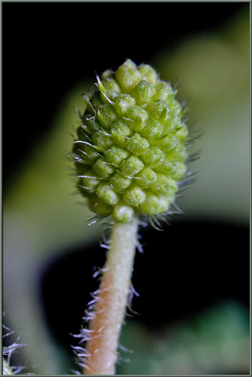 Figure 4: M. pudica bud (Johnston, 2009)