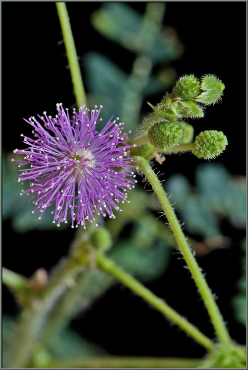 Figure 3: M. pudica inflorescence (Johnston, 2009)