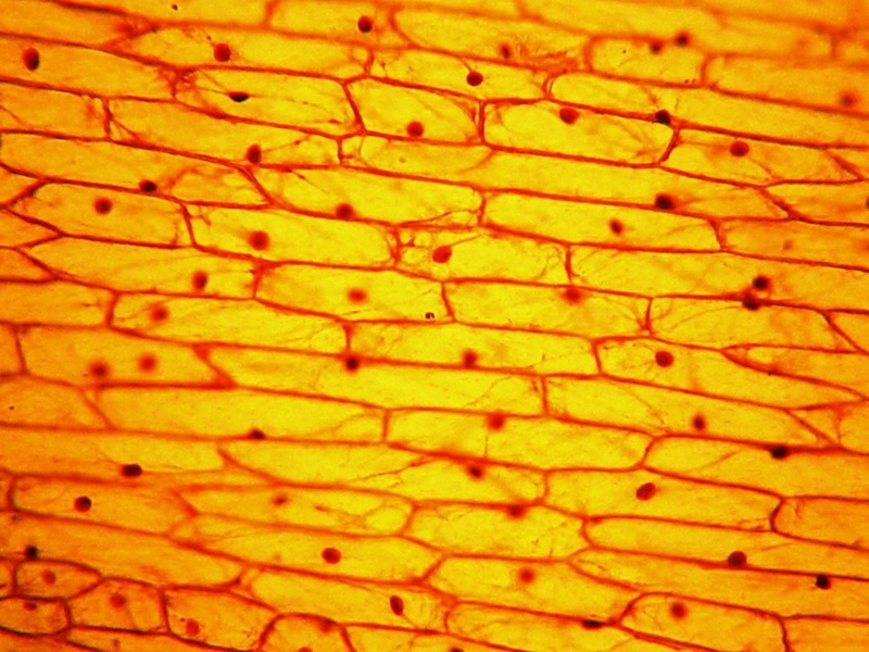 onion epidermal cells under microscope