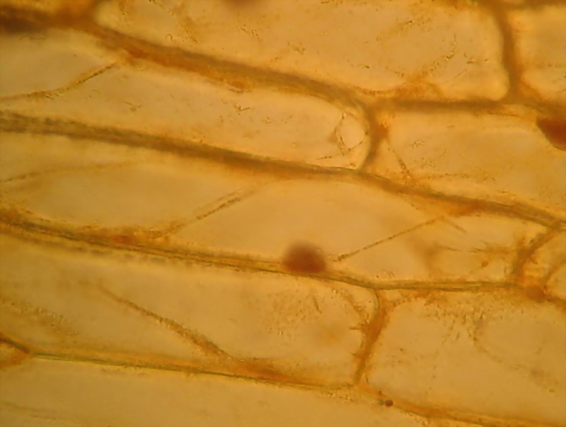x40 (2) image