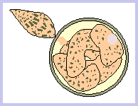 1st <em>Colpoda</em> tows the cyst