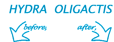 title hydra oligactis: before, after,