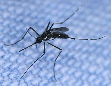mosquito mosquitoes aedes aegypti