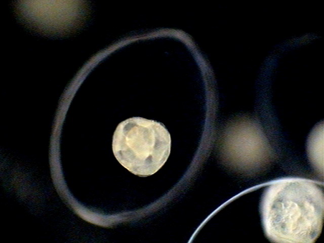 012a . symmetrical embrio-1