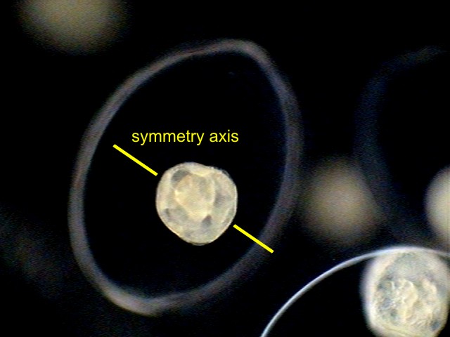 012b - symetrical embrio.2