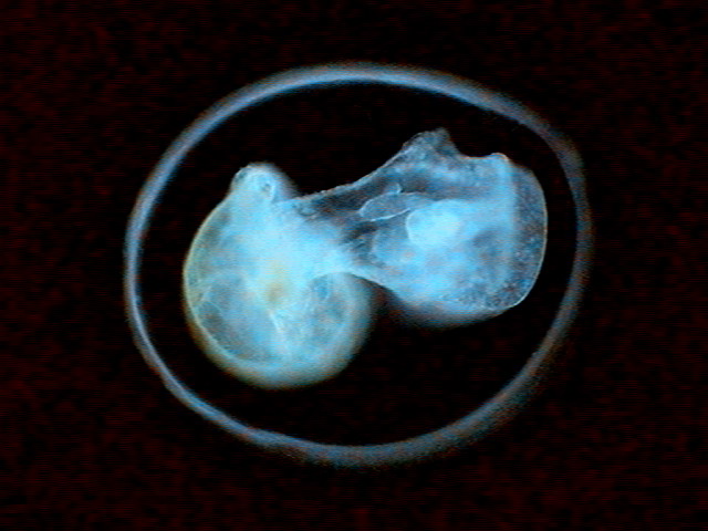 016 - stretching embryo