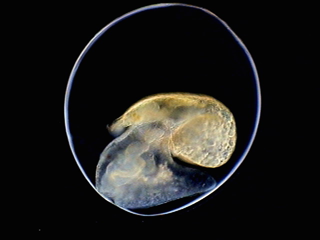 017 - radula embryo