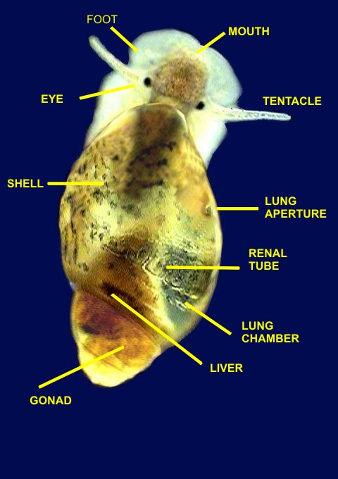 029 - -dorsal, labels