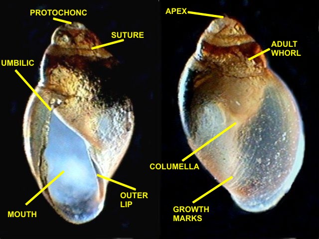 030 labeled shells