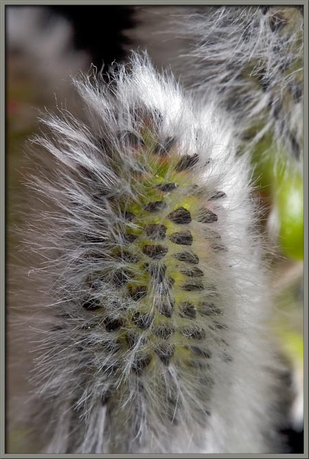 A Close Up View Of The Pussy Willow