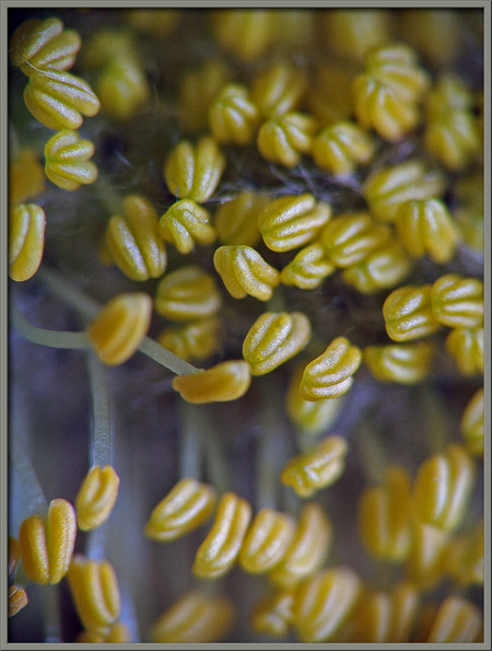 A Close Up View Of The Pussy Willow