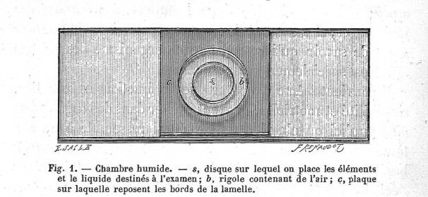 Ranvier's  cell