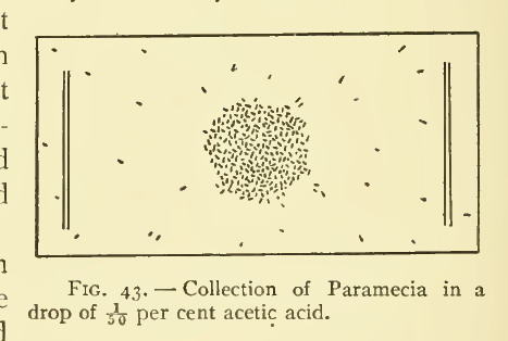 paramecium, acid 1