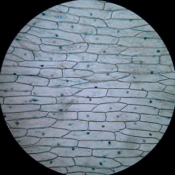 onion cell 10x