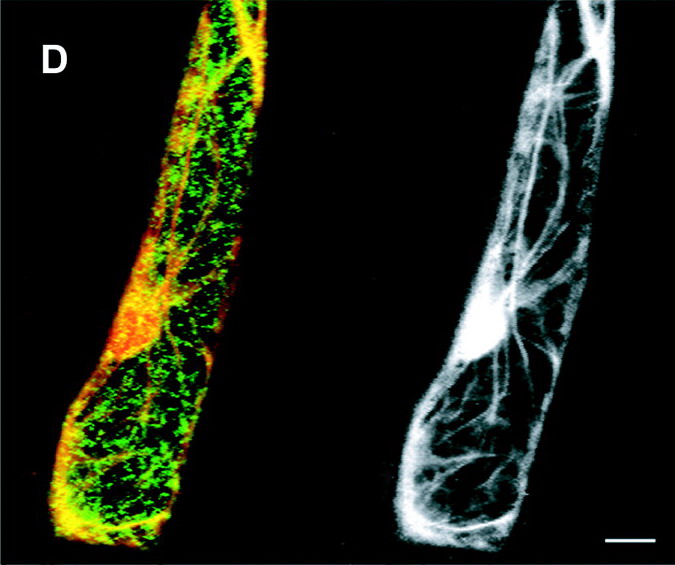 fluorescensce